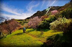 Beautiful Blossoms