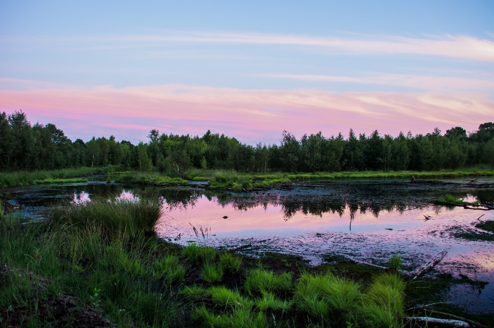 Beautiful Bog