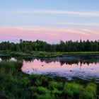 Beautiful Bog