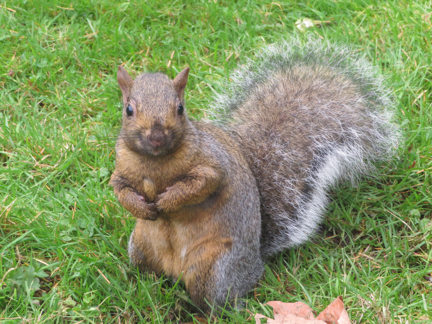 Beautiful brown squirell 