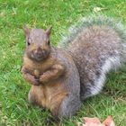 Beautiful brown squirell 