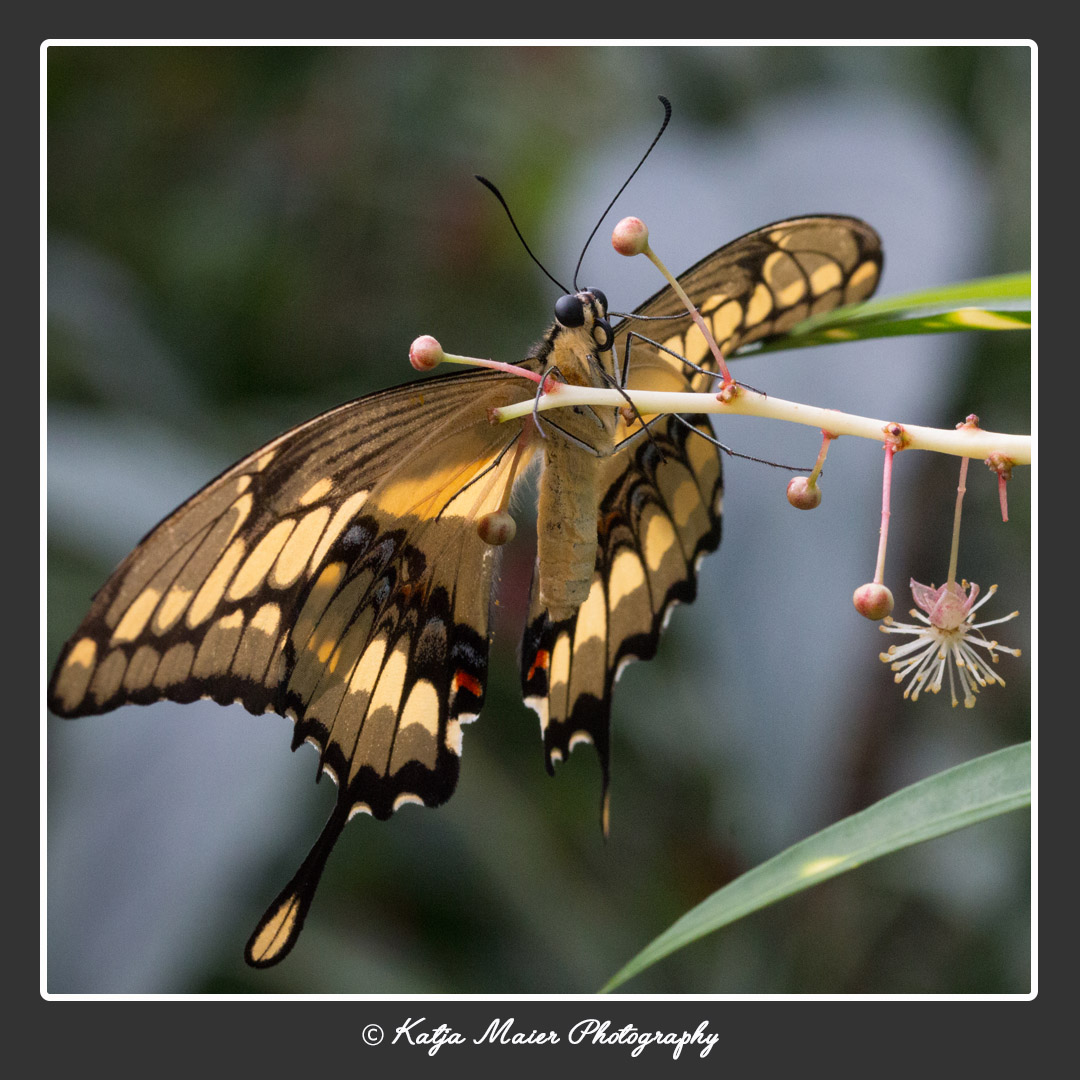 Beautiful butterfly