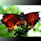 Beautiful Butterfly