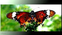 Beautiful Butterfly