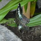 Beautiful Butterfly