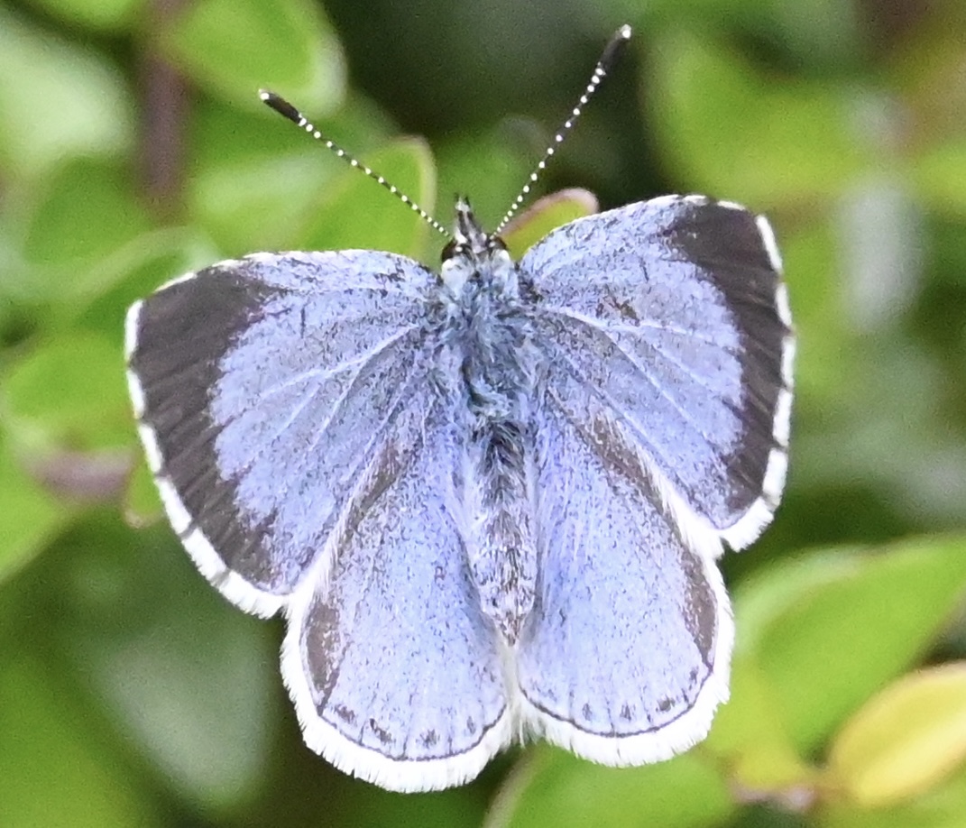 Beautiful butterfly 