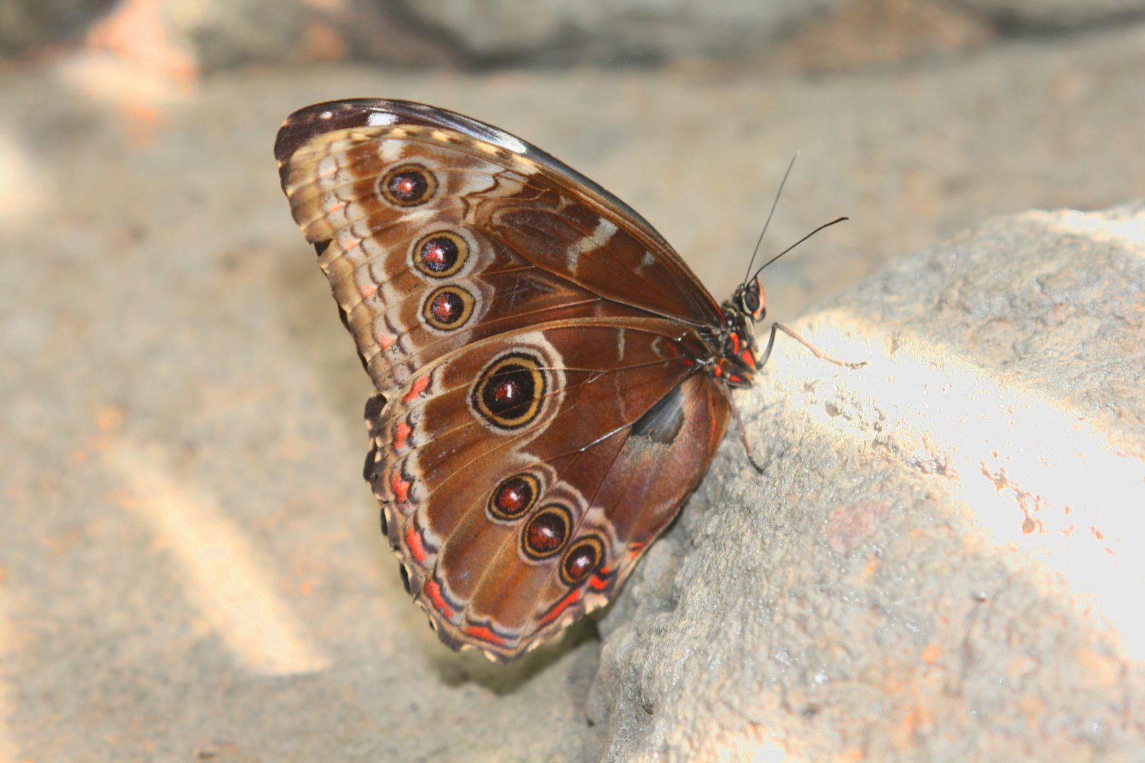 beautiful butterfly