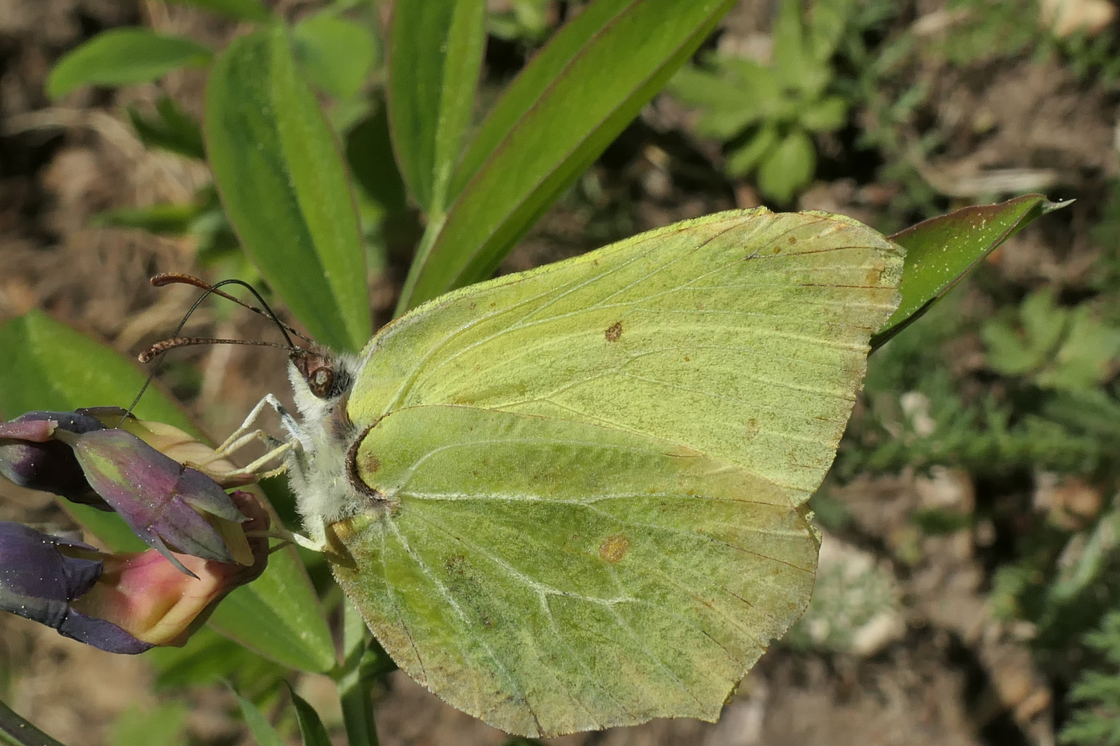 Beautiful butterfly 