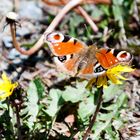 Beautiful Butterfly