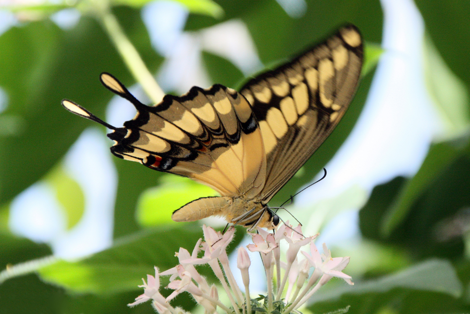 Beautiful butterfly