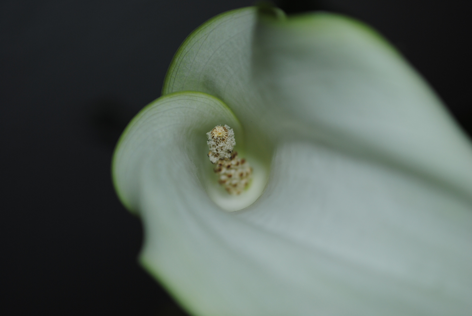 Beautiful Calla