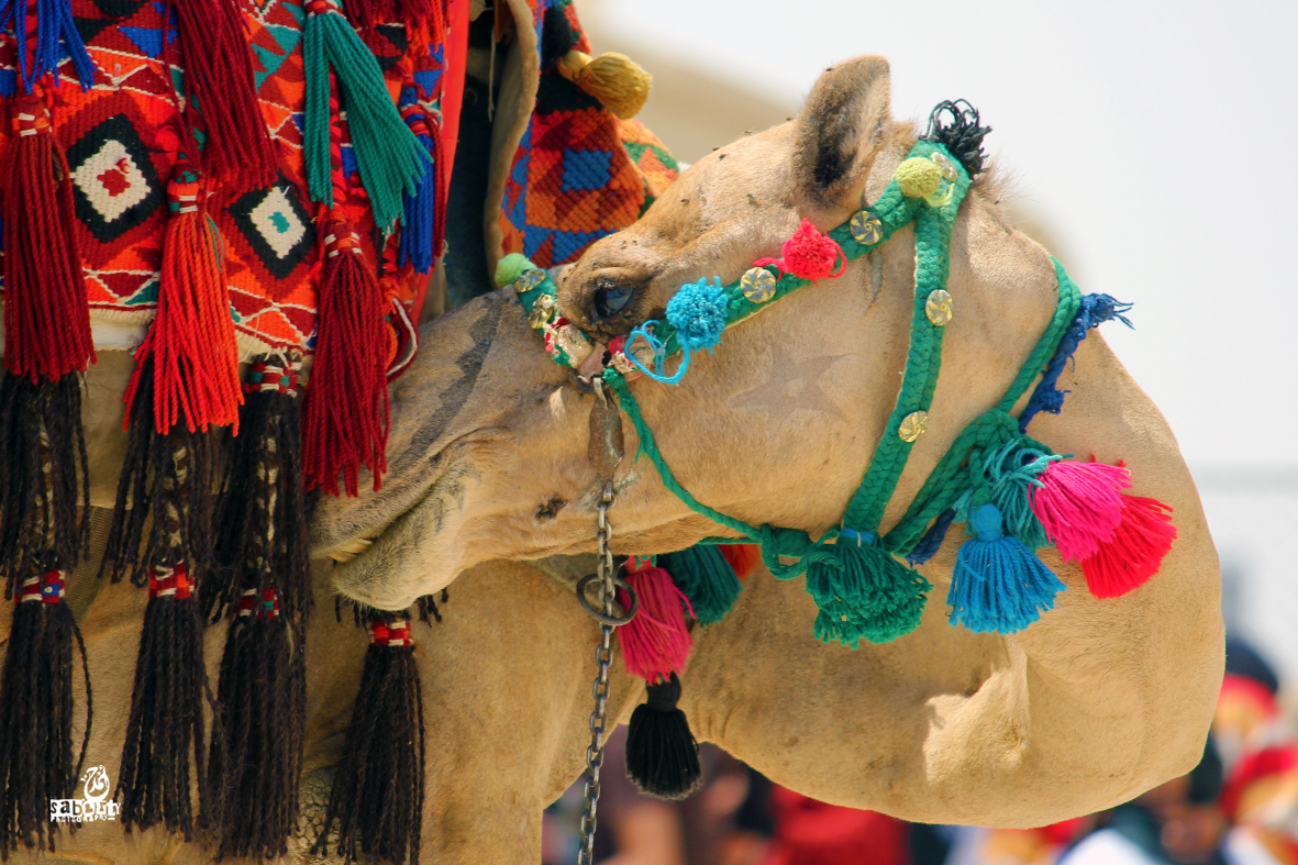 beautiful Camel