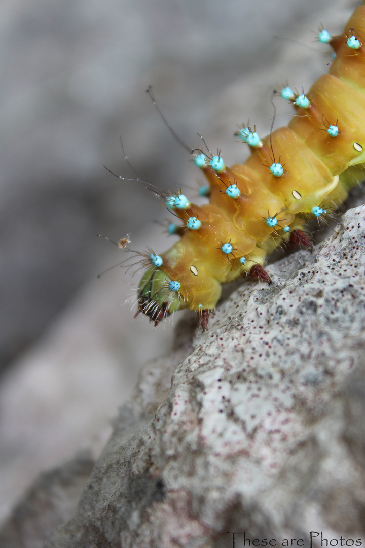 Beautiful caterpillar.