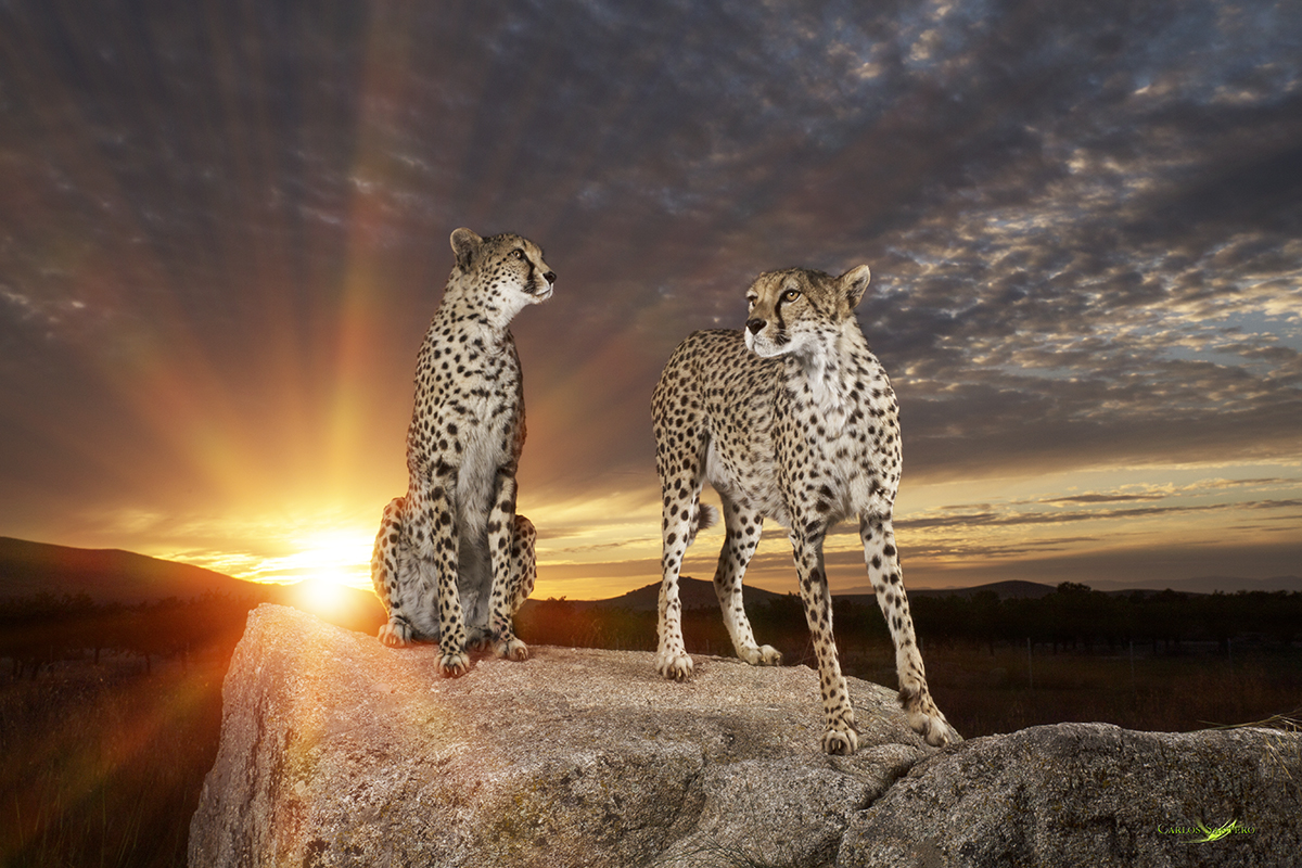 Beautiful cheetahs