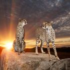 Beautiful cheetahs