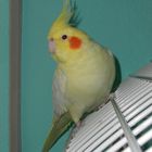 Beautiful Cockatiel