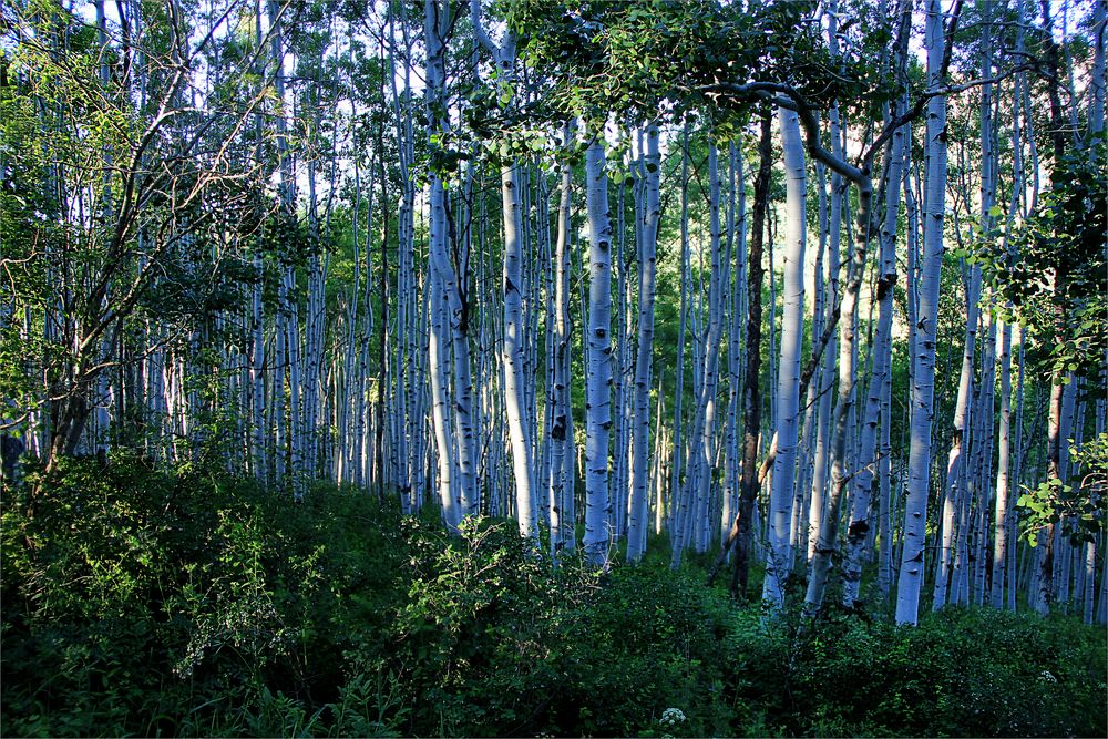 ...beautiful Colorado... Aspen Forest auf dem Kebbler Pass