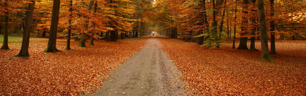 beautiful colors in autumn