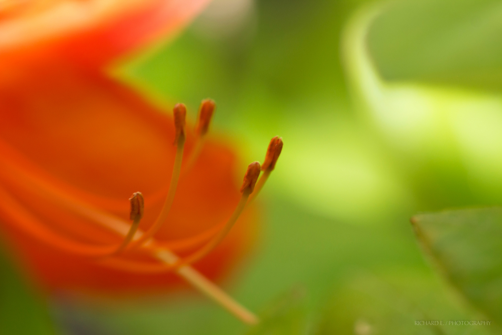 Beautiful colors of the flowers