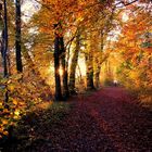 Beautiful colours of fall