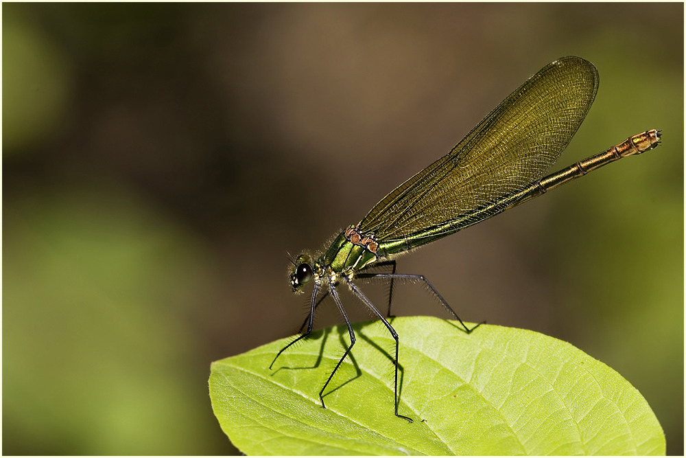 ~ Beautiful Demoiselle ~