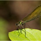 ~ Beautiful Demoiselle ~