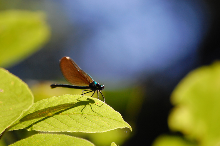 Beautiful demoiselle