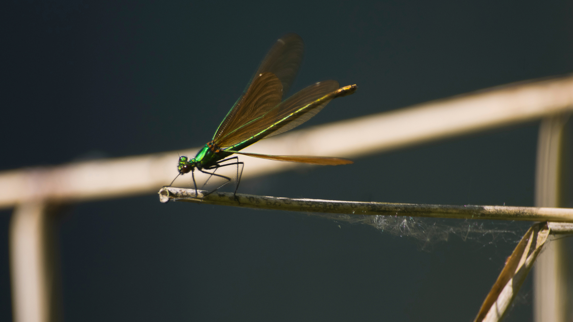 Beautiful Demoiselle