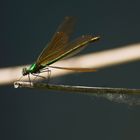 Beautiful Demoiselle