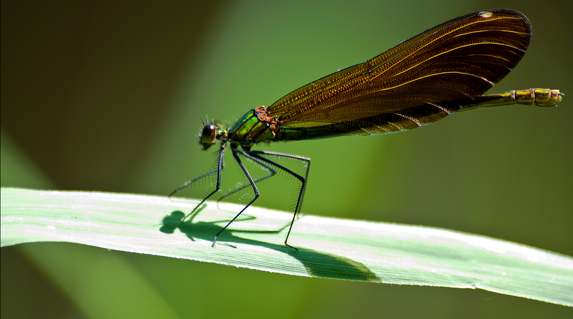 Beautiful Demoiselle, Weibchen