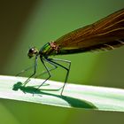 Beautiful Demoiselle, Weibchen