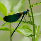 Beautiful Demoiselle,männlich