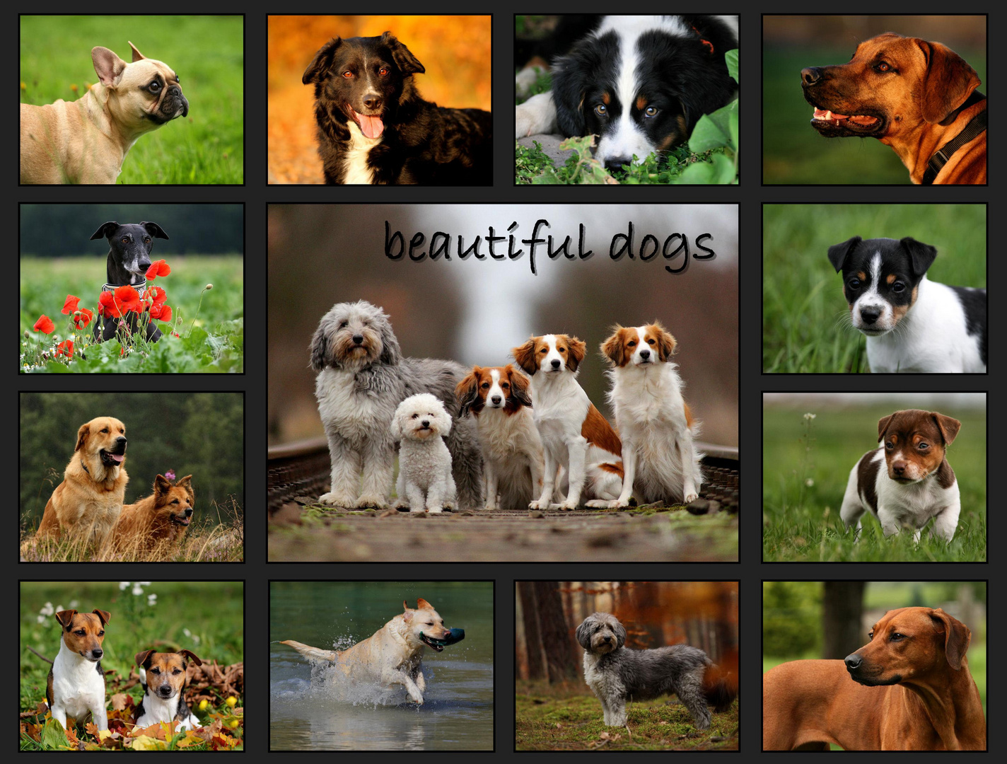 beautiful dogs