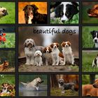 beautiful dogs