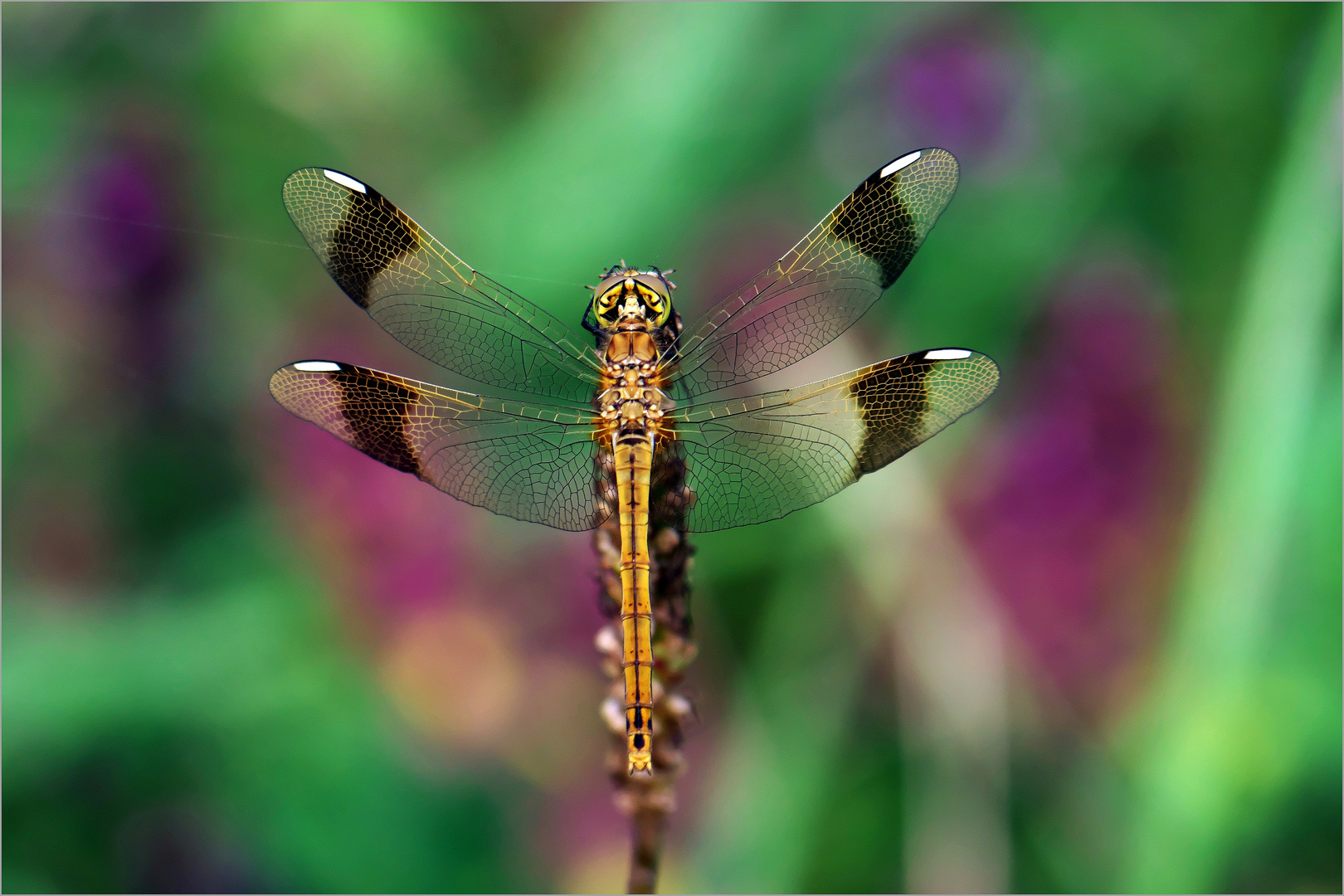 Beautiful Dragonfly