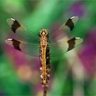 Beautiful Dragonfly