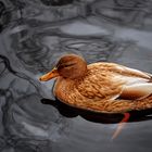 Beautiful Duck On The Pond