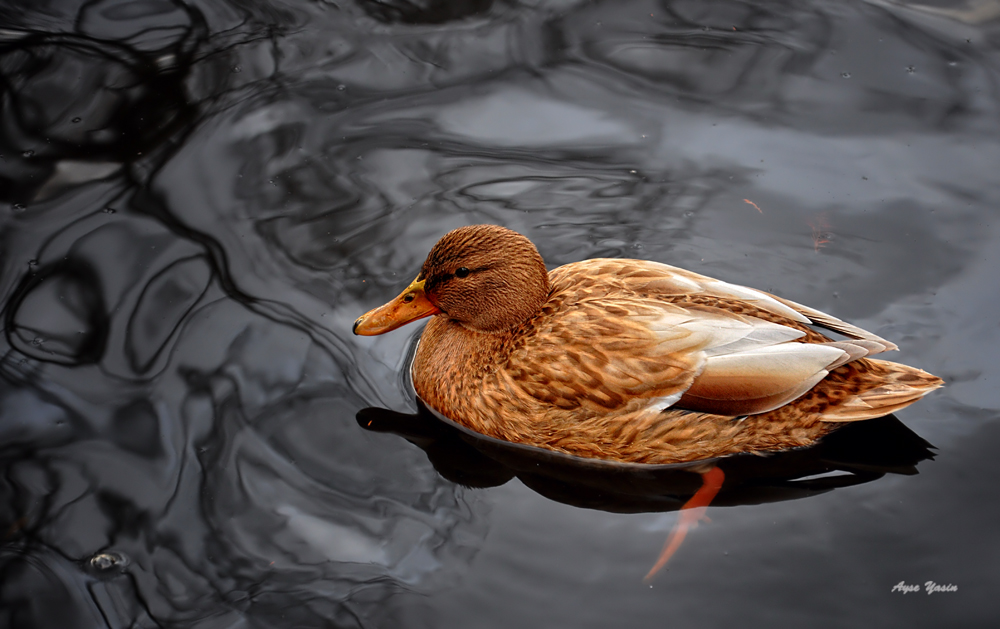 Beautiful Duck On The Pond