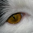 beautiful Eye