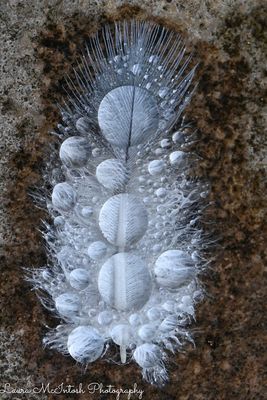 Beautiful feather with water droplets
