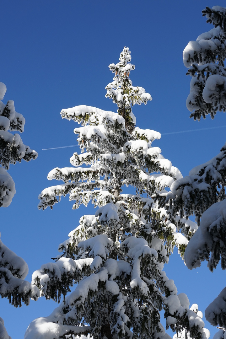 Beautiful fir tree in Schladming, Austria