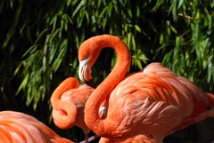 beautiful Flamingo