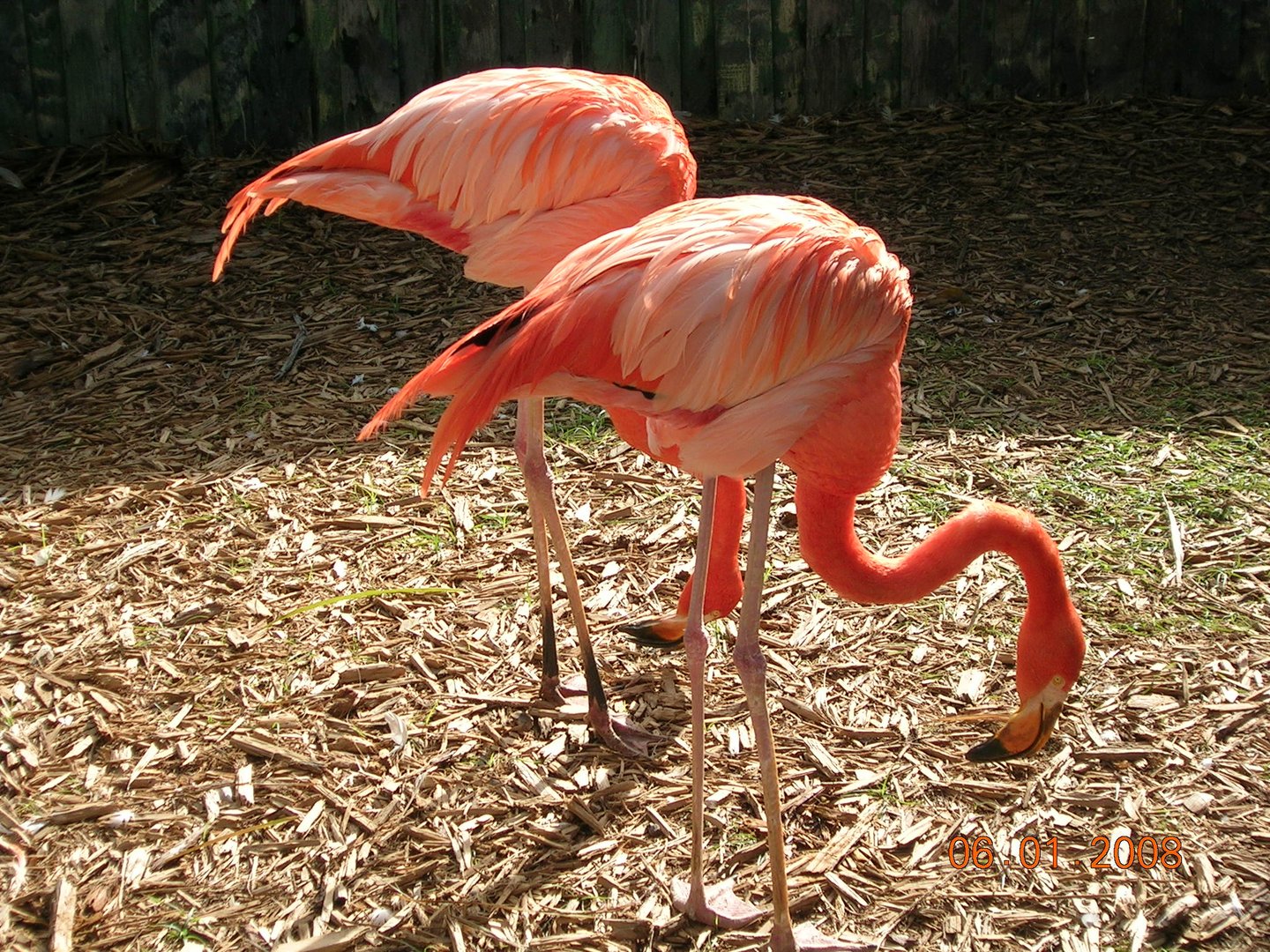 Beautiful Flamingos - Miami