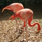 Beautiful Flamingos - Miami