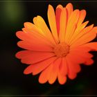 --Beautiful flower--