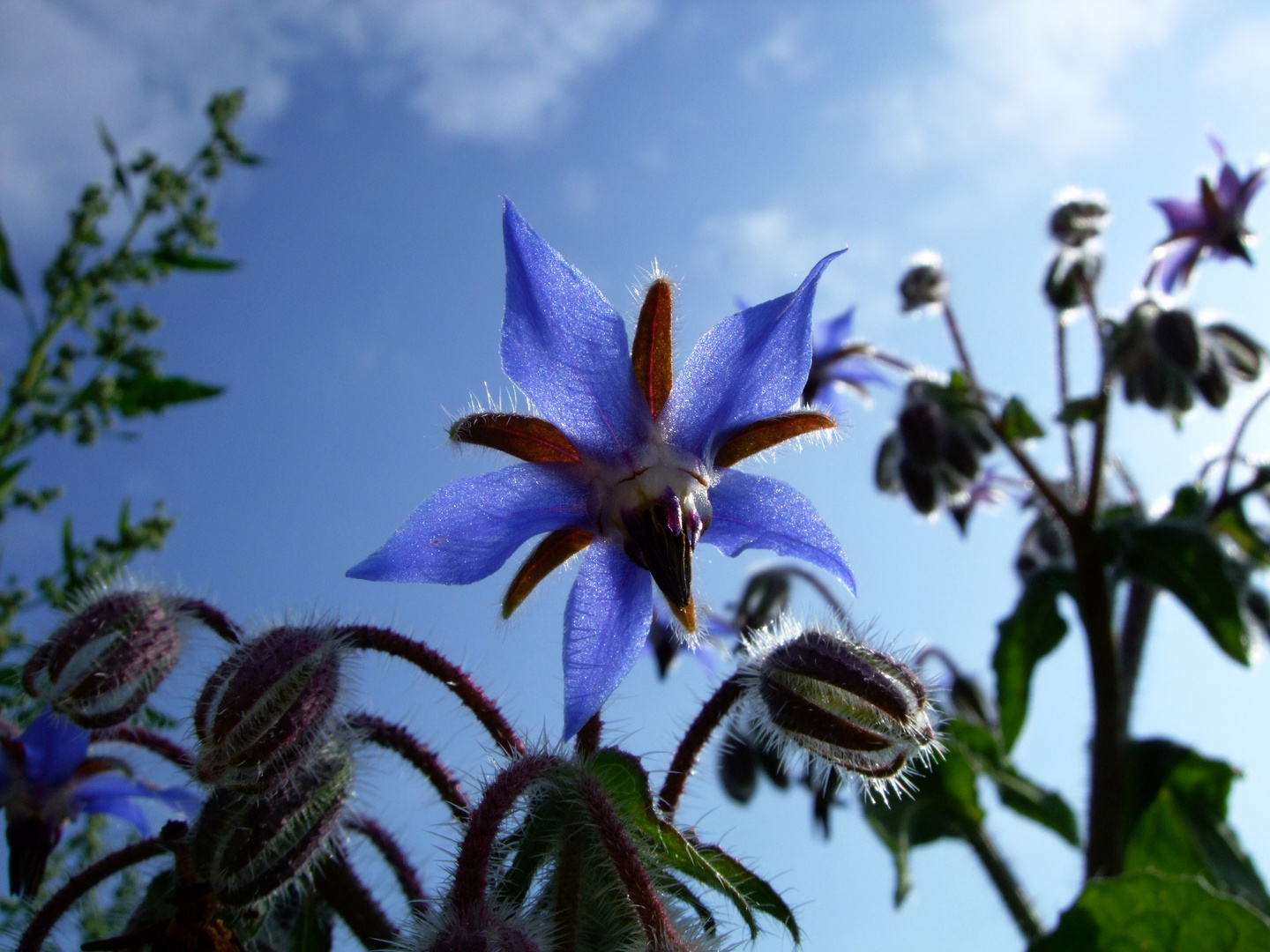 Beautiful Flower (Borretsch)