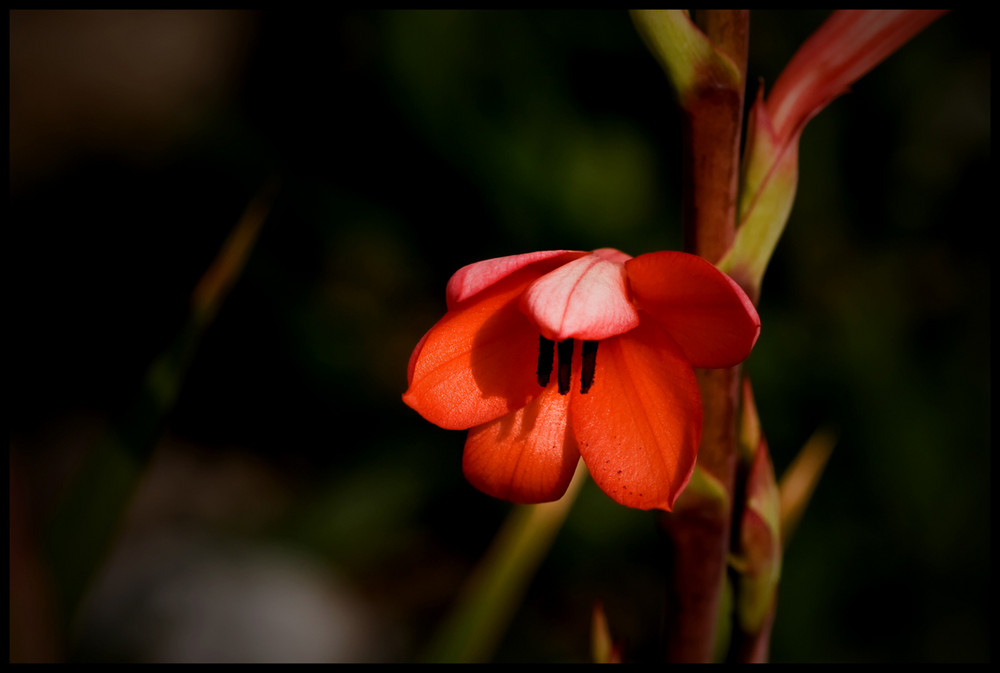 Beautiful flower from Eden Project