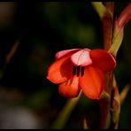 Beautiful flower from Eden Project