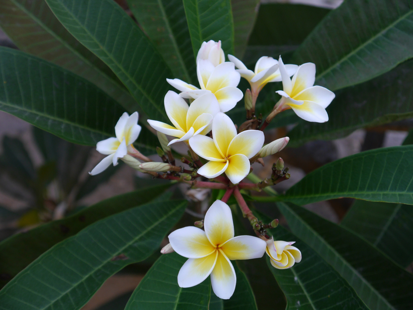 Beautiful flower in Thailand Foto & Bild pflanzen, pilze & flechten