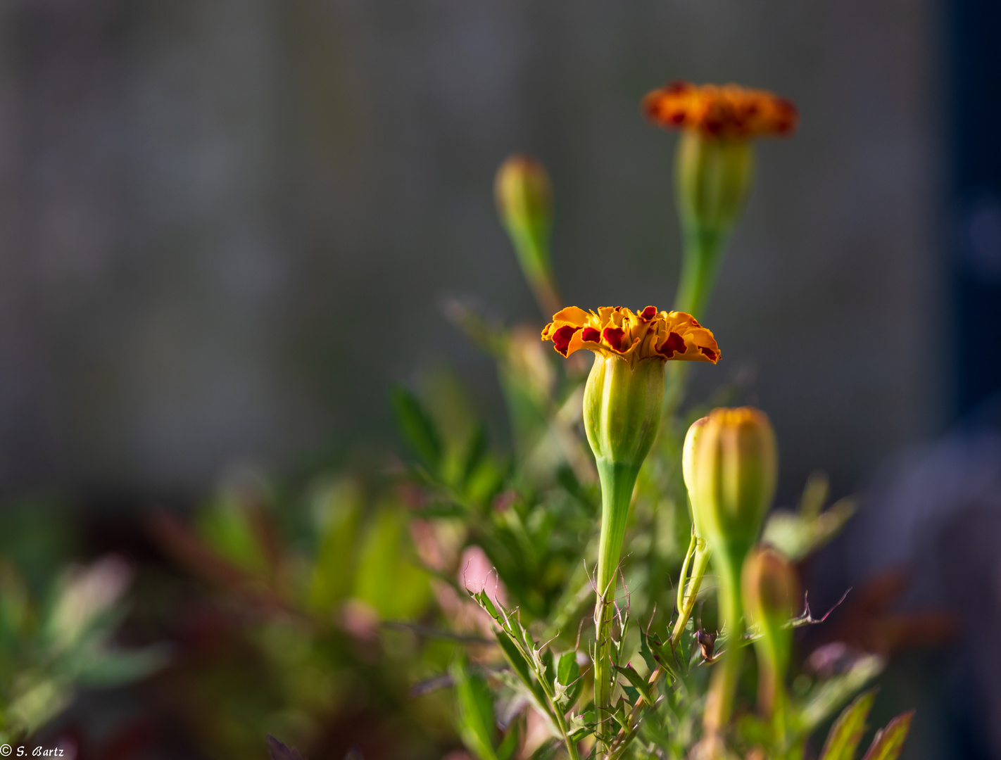 Beautiful Flowers  (19)